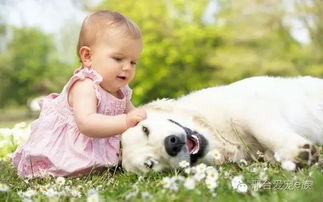 家里有宝宝可以养狗吗 不同的狗,和孩子建立不同的生活乐趣