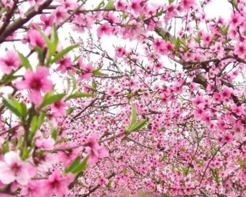 步入年底,运势节节高,4属相财旺运旺,桃花朵朵开,幸福环绕