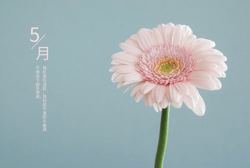 简约小清新2020鼠年台历