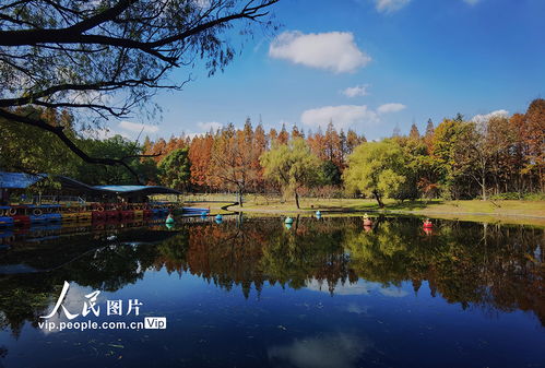 上海 共青森林公园 枫 景如画 