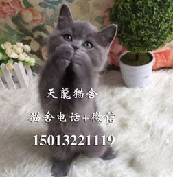 纯种蓝白 八字脸蓝猫出售 出售自家繁殖英短 短毛猫 蓝猫出售