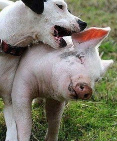 一只小猪认为自己是狗,太可爱了