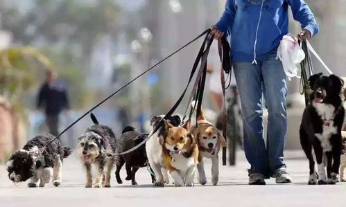 安庆市养犬管理条例 2022年6月1日起施行