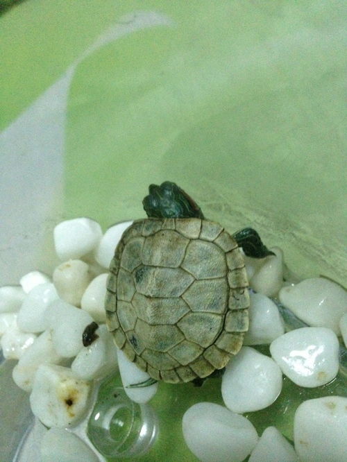 乌龟龟壳发白 