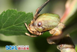中国发现世界最长昆虫新物种 长度超60厘米