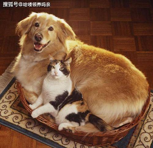 猫和狗是天敌 看了这种情形你就知道 没有真正的敌人只有朋友