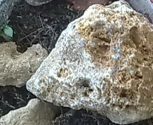 这种风化石头适合养殖兰花吗 都是从沙子里面淘来的 