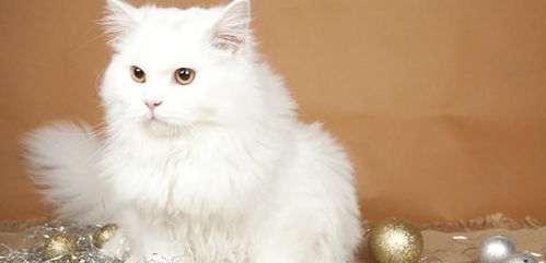 漂亮是需要维护的 长毛猫的日常护理常识很重要