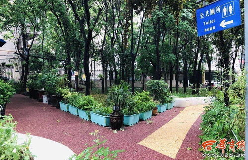 西安一公厕管理员打造 花园公厕 ,五年栽种上百盆绿植花卉