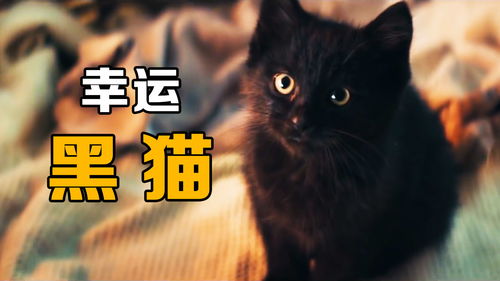 能带来好运的黑猫 幸运猫 