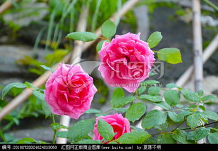 粉色蔷薇（杜牧蔷薇花中蔷薇什么品质）