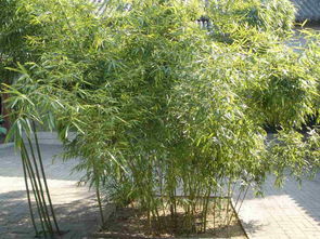 庭院里怎样栽种竹子,需要注意什么问题