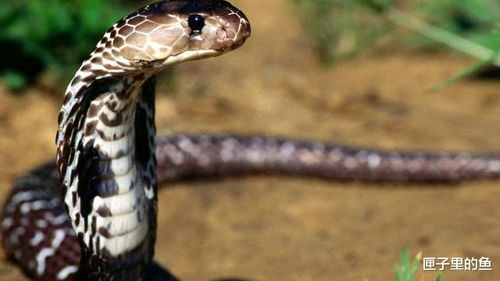 带你认识一下世界上毒性最强的10种 蛇 ,遇见了千万要躲开