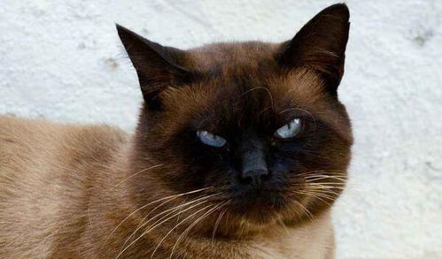 暹罗猫就是猫界变色龙啊,毛色变黑以后还能褪色还原