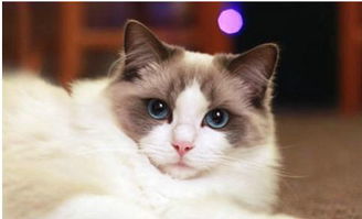 布偶猫分为几个品种,布偶猫有哪些种类？