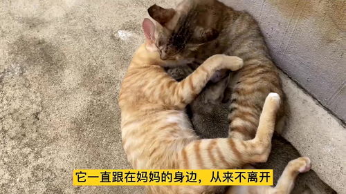 谁见过这样的母猫 它给小猫喂奶也给大猫吃奶我都不好意思看了 