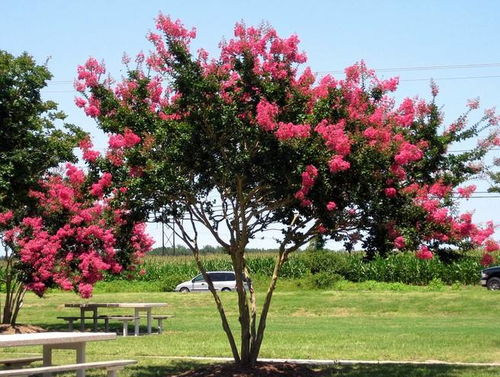 福建紫薇树种植技术介绍