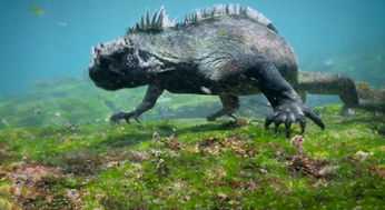 水中哥斯拉 海鬣蜥现身 体型巨大泳姿似人 
