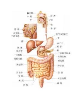 人体结构图