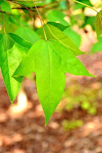 leaf