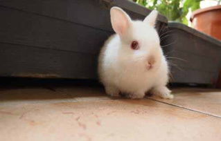 兔子内耳道深处耳螨,手够不到,兔子耳道深处耳螨,棉签够不到
