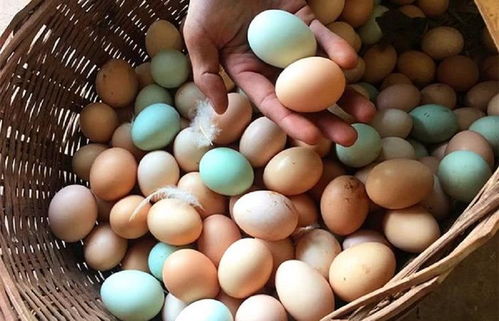激素鸡蛋有危害 教你一个不外传的绝招,1眼就能辨别出激素鸡蛋