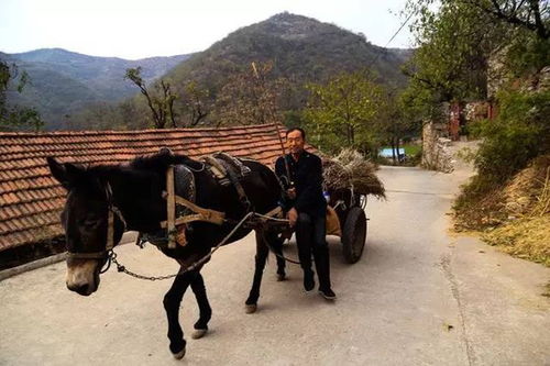 河南最古老的山村之一 600年来未染山外世俗