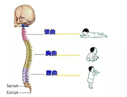 新生宝宝不能竖抱 掌握方法变换姿势,竖抱也没多大问题