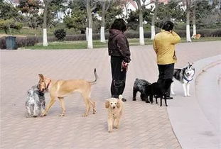 所有养狗的注意 在鄂州继续这样出门可能被罚200 20000