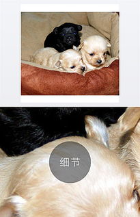 出生的小狗图片素材 出生的小狗图片素材下载 出生的小狗背景素材 出生的小狗模板下载 我图网 