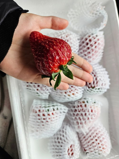 孕妇吃草莓好吗？孕妇可以吃草莓吗