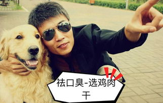 如果是你,泰迪犬和金毛犬你会选哪一只