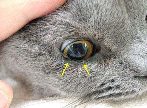 猫咪眼睛发炎会自愈吗