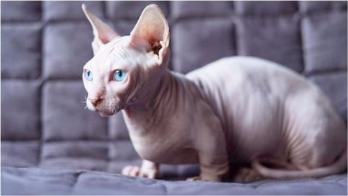 这种猫全身没毛,一只价格40000元,这么丑有人买 