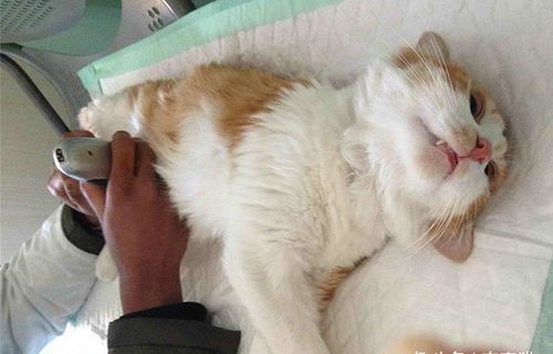 医院给猫咪使用留置针并非只为了赚钱,某些情况下能够救猫一命