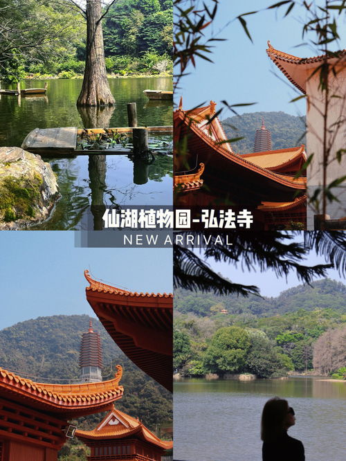 深圳一日游 仙湖植物园 弘法寺 