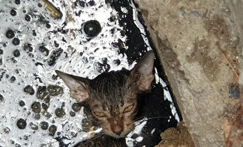 暖心 小奶猫被困下水道,生命垂危,农民工兄弟合力将猫咪救出