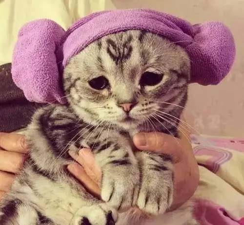 史上最悲伤小猫,一脸失恋的样子真像现在的我