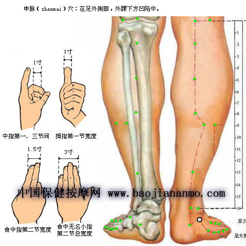 申脉穴位位置图 功用 主治病症 标准定位 取法 刺灸法 