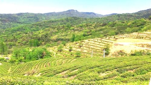 河南这个景区名字土得掉渣,风景却如同仙境,而且门票还0元