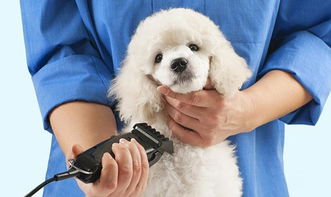 五个减少狗狗皮屑的方法,有些人过敏的不是毛发,而是狗狗的皮屑