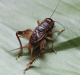 蟋蟀和蛐蛐一样吗,蟋蟀和蝈蝈是一个动物吗