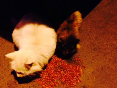 请问北京哪里有流浪猫的救助站 