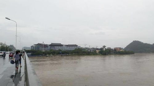 漓江河水涨上路面 市民观水热情高涨