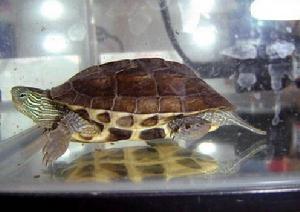 20cm中华花龟几岁？
