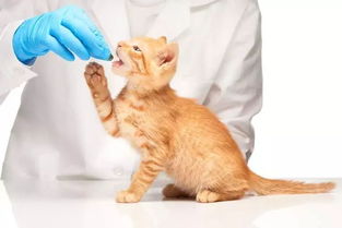 猫咪常见传染病和疫苗类型 
