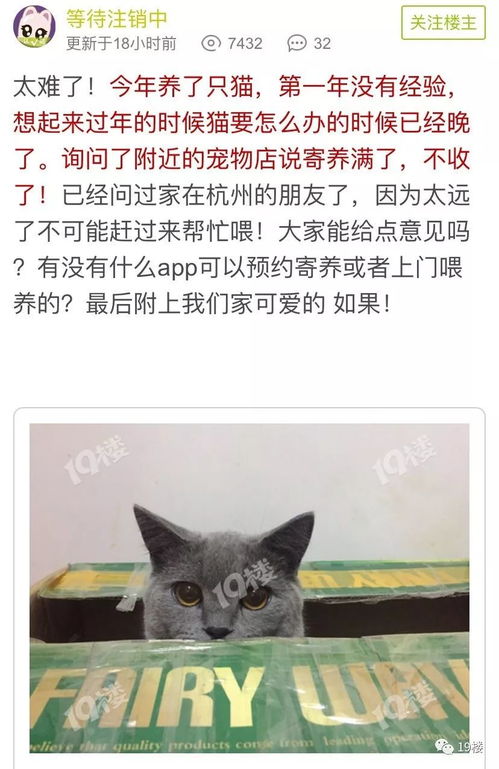 人不如猫 杭州姑娘过年回家要寄养宠物,一打听可以视频语音的要188元 天 位置还紧俏的很