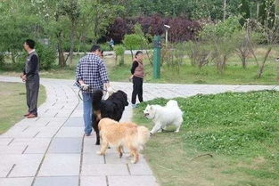 广西人注意 再不管好自己的狗狗,就要遭到严厉处罚,爱狗人士请留意