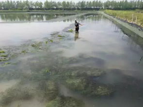 高清图看水草,螃蟹养殖水草养的好,螃蟹规格大,养殖户产量翻倍