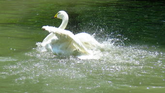 白天鹅的水上飞舞照
